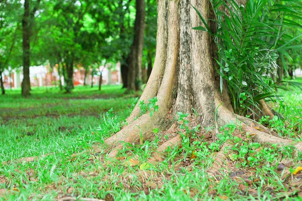 緑の草に囲まれた古い木の根 Sabilal Muhtadin森林公園Banjarmasin 美しさ 自然のためのコピースペース — ストック写真