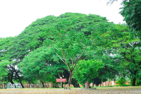 Árvore Velha Muito Grossa Parque Mesquita Sabilal Muhtadin Banjarmasin Parque — Fotografia de Stock