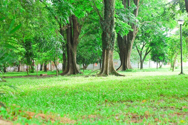 Alter Baumstamm Mit Grünem Gras Sabilal Muhtadin Forest Park Banjarmasin — Stockfoto