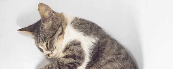 Gato Preto Com Listras Olhou Para Baixo Com Olhos Fechados — Fotografia de Stock