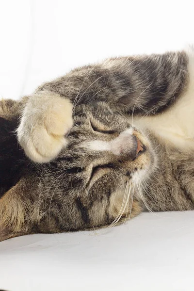 Listrado Gato Preto Coloca Mão Cabeça Sobre Fundo Branco Isolado — Fotografia de Stock
