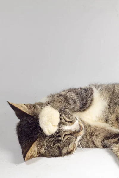 Listrado Gato Preto Está Esfregando Seu Rosto Fundo Branco Isolado — Fotografia de Stock