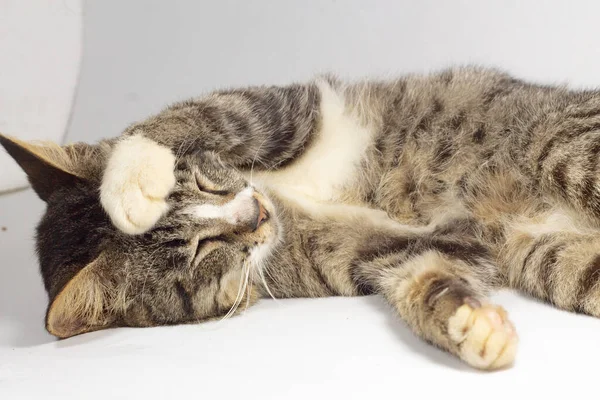 Black Cat Stripes Covering Face One Hand Isolated White Background — стоковое фото