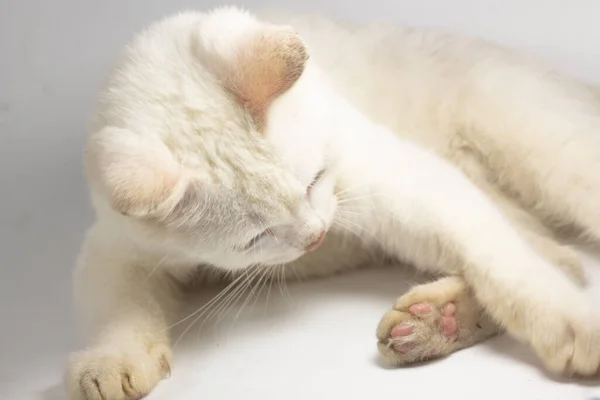 Bílá Kočka Hraje Vyzvednout Něco Izolovaném Bílém Pozadí Kopírovat Prostor — Stock fotografie