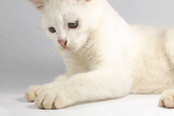 İzole edilmiş beyaz arka planda ele bakan beyaz bir kedi. Sevimlilik, evcil hayvanlar ve eğlence için yer kopyala.