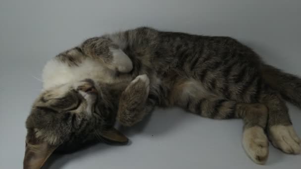Black Cat Stripe Sleeping Soundly Domestic Cat White Background Color — стоковое видео