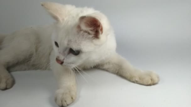 Beyaz Kedi Uykusundan Uyanır Sonra Efendisi Tarafından Tekrar Yere Yatırılır — Stok video