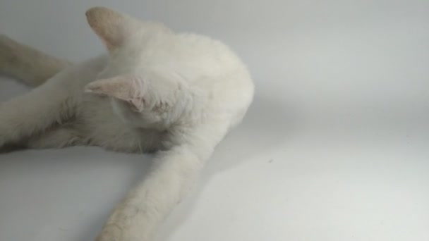 Beyaz Kedi Temiz Vücudu Pençeleri Yalıyor Beyaz Arka Planda Evcil — Stok video