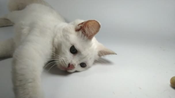 Gato Blanco Acostado Jugando Gato Doméstico Sobre Fondo Blanco Sin — Vídeos de Stock