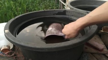 Dipper kullanarak havzaya su çek. Kirli ve kırık siyah leğen. Orijinal video. Renklendirme yok. Tarafsız video. 4K video görüntüleri.