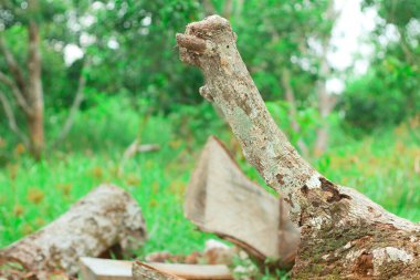Bulanık yeşil çimen arka planıyla kesilmiş ölü ve yaşlı bir ahşap. ortam, yeniden ağaçlandırma günü ve ağaç günü için boşluk kopyala.