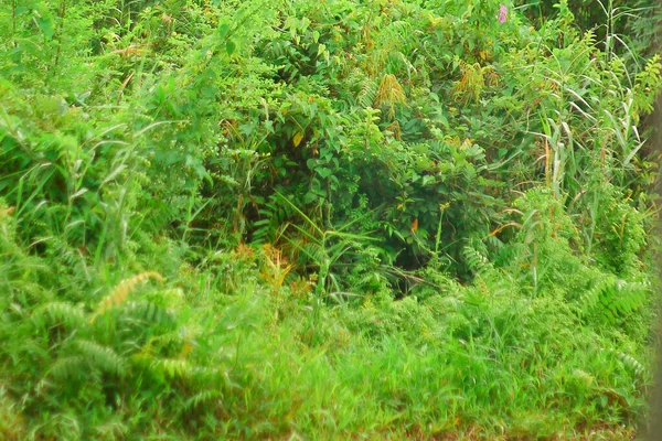 緑豊かな草の背景です 森林再生 木の日のためのコピースペース — ストック写真