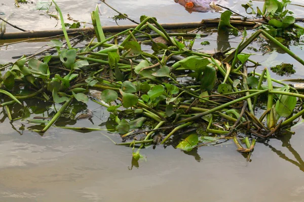 Sudaki sümbül. Su bitkileri. ortam, yeniden ağaçlandırma günü ve ağaç günü için boşluk kopyala.