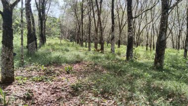 Hasat için hazır lastik tarlaları. Düzgünce düzenlenmiş bitki özü ağacı. Çevre, yeşillik, güzellik ve doğa için kopyalama alanı. 