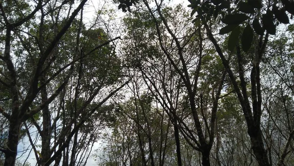 カレン ガーデンの中は少し暗い 多くの枝を持つ木の枝 美しさ 自然のためのコピースペース — ストック写真
