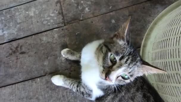 Gatto Strisce Nere Sta Guardando Telecamera Gatto Domestico Sdraiato Rilassato — Video Stock