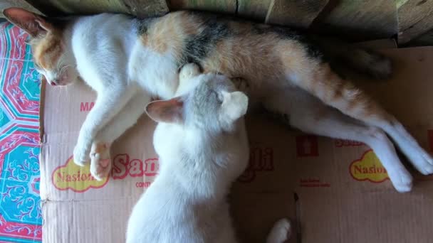 Madre Gato Está Amamantando Bebé Mientras Duerme Sin Clasificación Color — Vídeo de stock