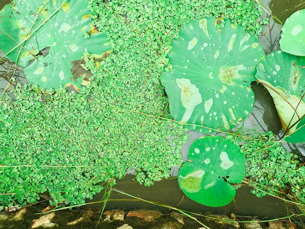 水に緑の蓮の葉 高い角度だ 美しさ 自然のためのコピースペース — ストック写真