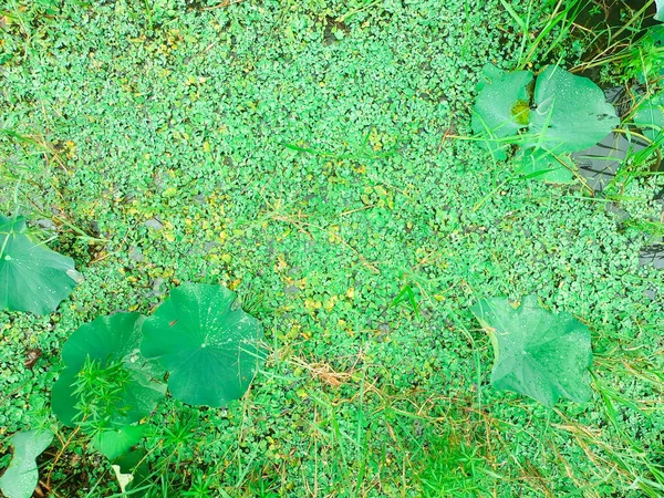 水生植物 池の植物 蓮の花だ 美しさ 自然のためのコピースペース — ストック写真