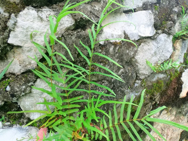 Planta Helecho Sobre Fondo Rocoso Espacio Copia Para Medio Ambiente —  Fotos de Stock