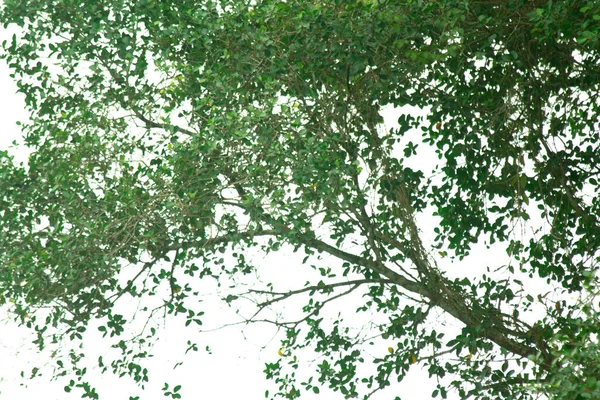 Árvore Folhosa Verde Sobre Fundo Branco Isolado Espaço Cópia Para — Fotografia de Stock