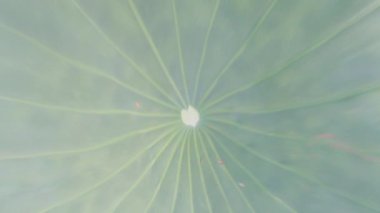 Büyük ve geniş nilüfer yaprağını büyüt. Renklendirme yok. Tarafsız video. 2K video kaydı.