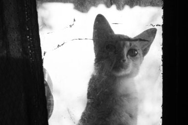 Pencereden bakan genç bir kedi. Siyah beyaz fotoğrafçılık. evcil kedi davranışı.