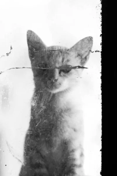 Pequeno Gato Olha Tristemente Por Trás Vidro Fotografia Preto Branco — Fotografia de Stock