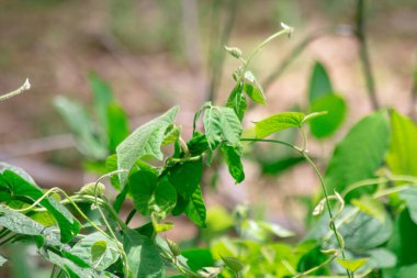 Diğer bitkilerin arasında yaşayan parazitler. Çevre, yeşillik, güzellik ve doğa için kopyalama alanı.