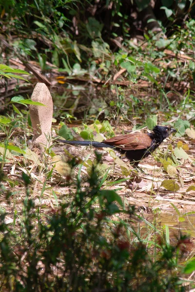 Pássaro Marrom Correndo Floresta Copiar Espaço Espécies Aves Aves Raras — Fotografia de Stock