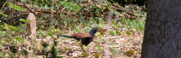 Pájaro Marrón Corriendo Bosque Copiar Espacio Especies Aves Aves Raras — Foto de Stock