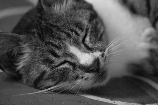 Pruhovaná Černá Kočka Tvrdě Spící Černobílá Fotografie Domácí Kočičí Chování — Stock fotografie