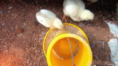 civcivler yerinde besleniyor. Baş melek. Renklendirme yok. Tarafsız video. 4K video görüntüleri.