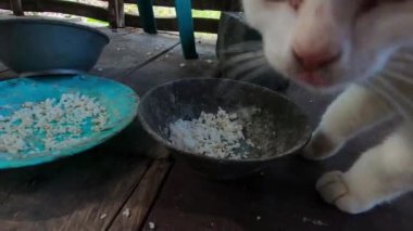Evcil beyaz kedi pirinci yedi ve devam etti. Renklendirme yok. Tarafsız video. 4K video görüntüleri.