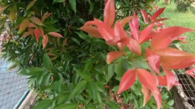 Güzel yaprak bahçede rüzgarda filizleniyor. Renklendirme yok. Tarafsız video. 4K video görüntüleri. çevre ve bitkiler.