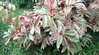 Rüzgarda savrulan beyaz yapraklar. Albino yaprakları. Renklendirme yok. Tarafsız video. 4K video görüntüleri. çevre ve bitkiler.