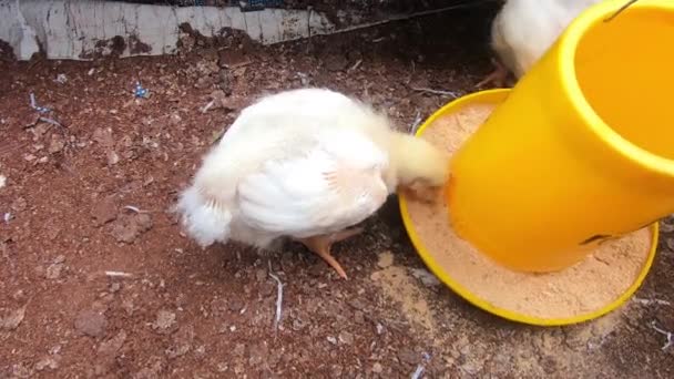 Boiler Chicken Eating Dry Expert Yellow Hanger Top Angel Video — Stockvideo