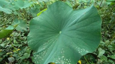 the water falls on the green lotus leaf. rain water drop falling into green lotus leaf, slow motion footage. 4K video footage. 