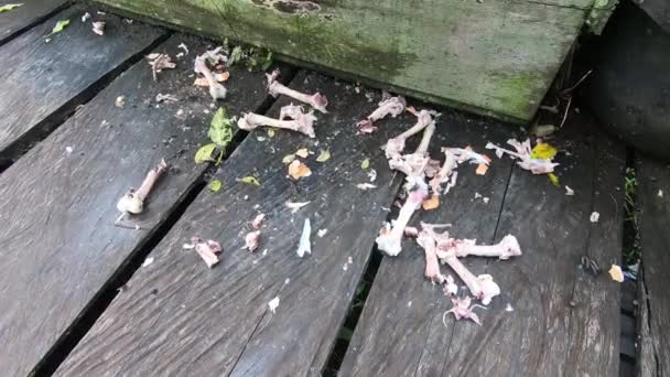 Chicken Bones Leftover Food Food Dog Cat Leftover Food Swarmed — Wideo stockowe