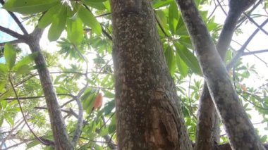 Güneş ağaçların arkasında parlıyor. Güzel sabah ışığı. Sabah ışığının sıcaklığı kalbe ve ruha coşku getirir..