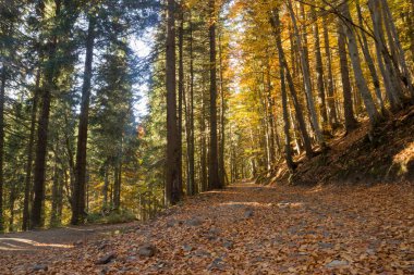 Dağlarda sonbahar sahne