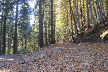 Dağlarda sonbahar sahne