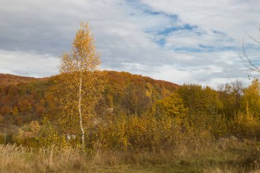 Ormanda sonbahar sarısı ağaçlar