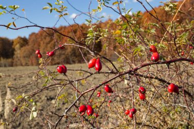 Ormanda sonbahar sarısı ağaçlar