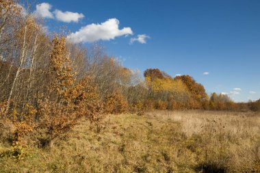 Ormanda sonbahar sarısı ağaçlar
