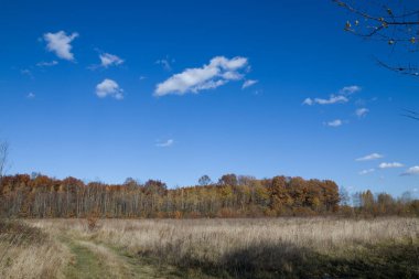Ormanda sonbahar sarısı ağaçlar