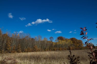 Ormanda sonbahar sarısı ağaçlar