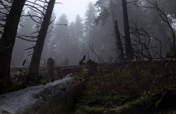 Nevoeiro Nas Montanhas Uma Estrada Floresta — Fotografia de Stock