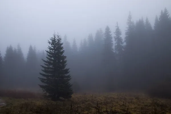 Köd Hegyekben Egy Erdei Úton — Stock Fotó