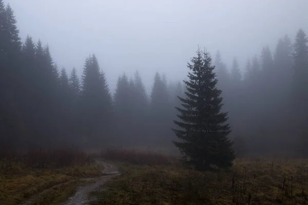 Mist Bergen Een Bosweg — Stockfoto